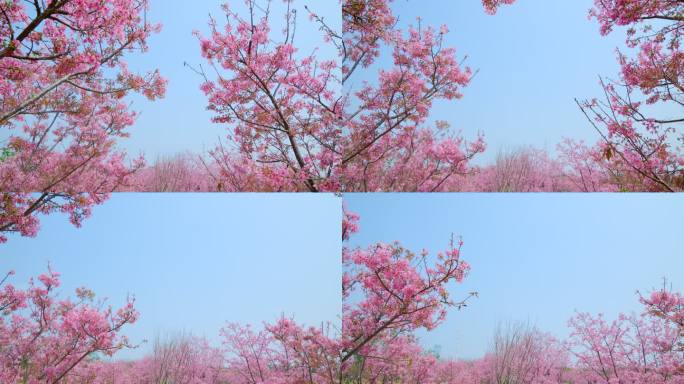 樱花树林春暖花开满树开满鲜花