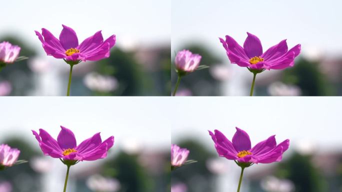 一朵花在风中摇摆的4K视频