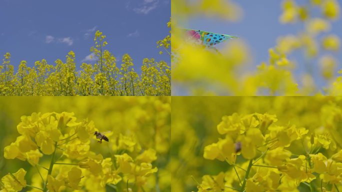 油菜花风筝蜜蜂