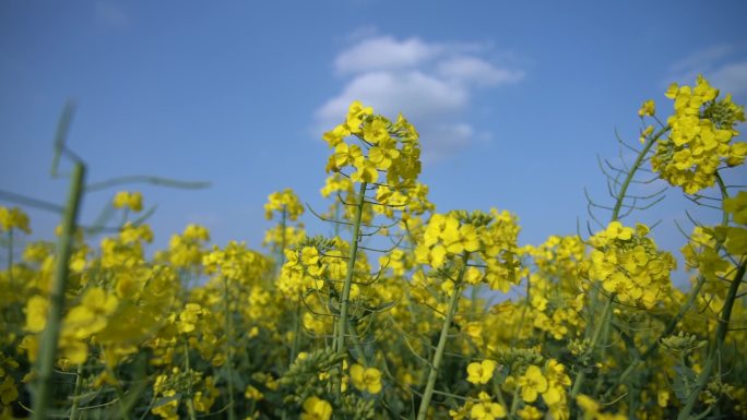 蓝天 白云 油菜 花春天 升格