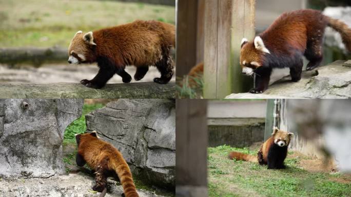 小浣熊小熊猫可爱的小浣熊野生动物珍稀动物