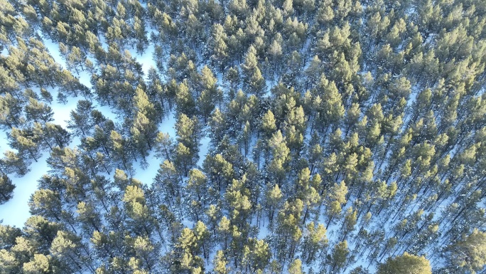 航拍呼伦贝尔雪原沙地樟子松