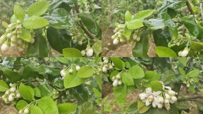 柚花雨滴 小雨淋花 雨中柚花雨滴柚子花开