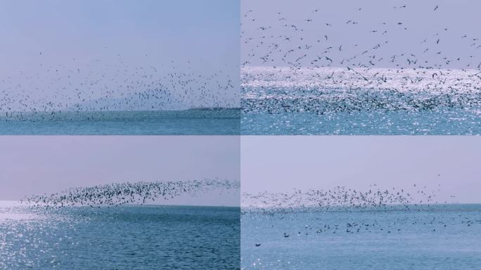 海鸥群在海面上飞翔