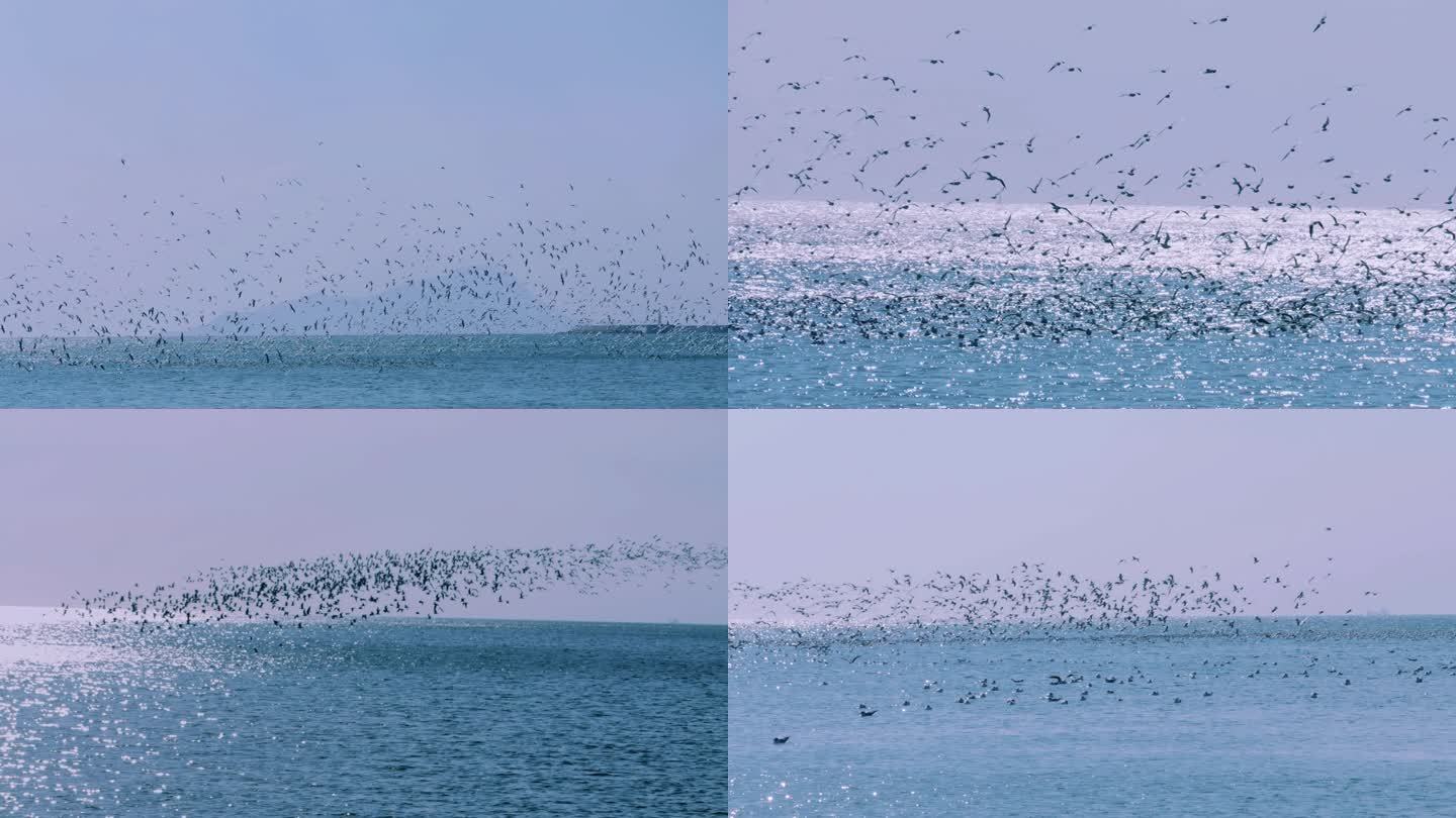 海鸥群在海面上飞翔