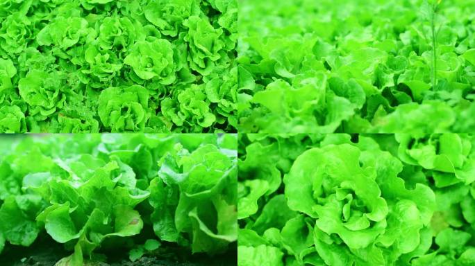 【实拍视频】绿色食品青菜园中的生菜