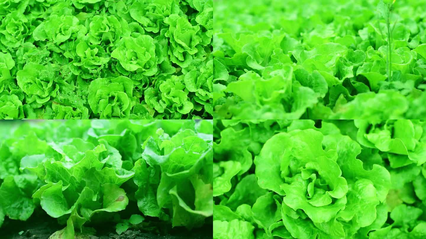 【实拍视频】绿色食品青菜园中的生菜