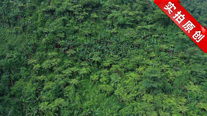 航拍原始森林桫椤林