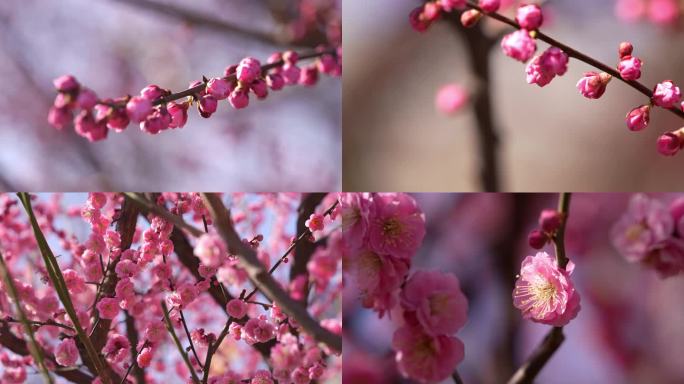 春季梅花开红梅花开