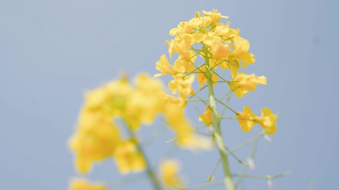 【4K】乡村景色油菜花开金黄花田