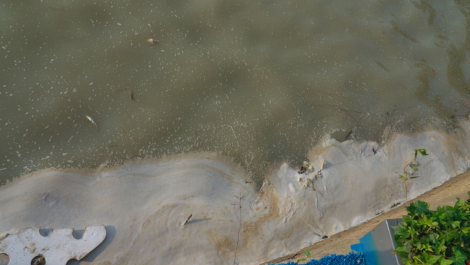 水源污染死鱼泡沫