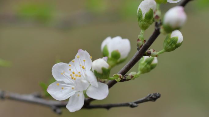 白花雪柳