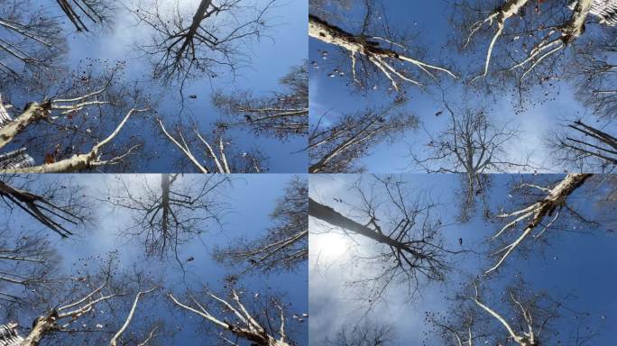 树 天空 旋转镜头