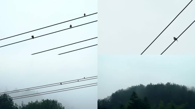 雨后电线上休息的鸟