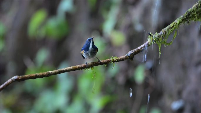 蓝鹛林鸲在树林中躲雨