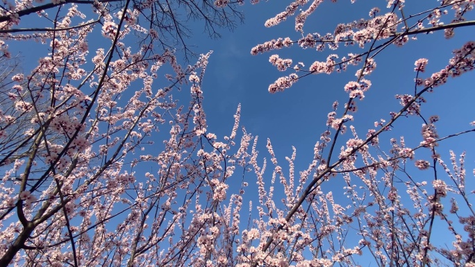 唯美樱花