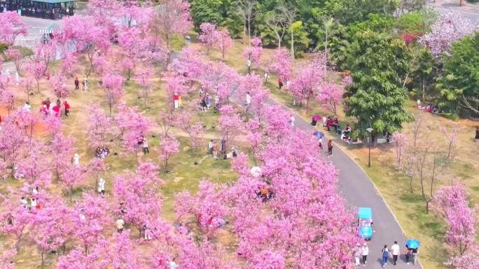 南宁青秀山樱花园樱花航拍视频素材