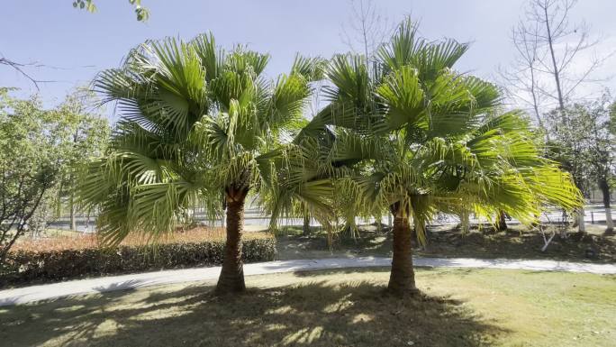 棕榈树 空镜头