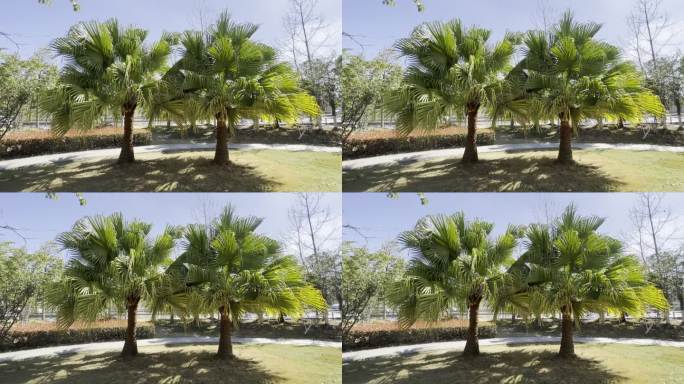 棕榈树 空镜头