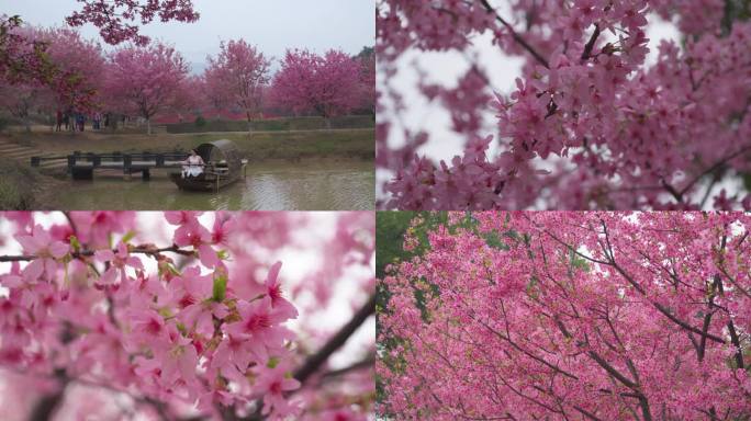 【镜头合集】樱花特写春樱绽放（4）