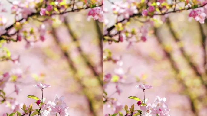 4K春天的海棠花特写垂直画幅