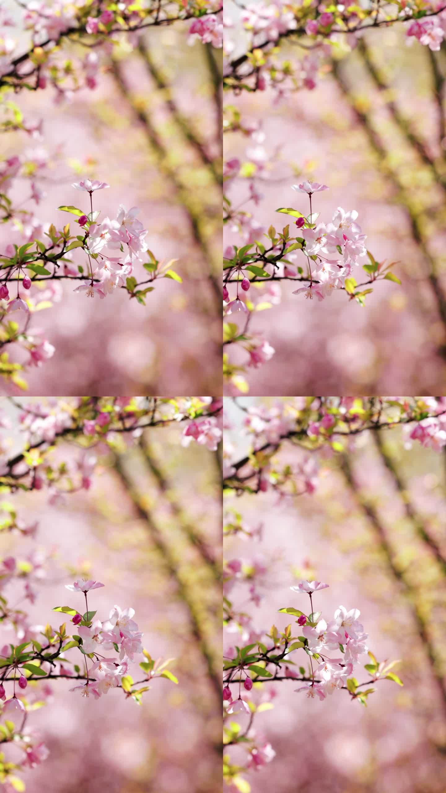 4K春天的海棠花特写垂直画幅