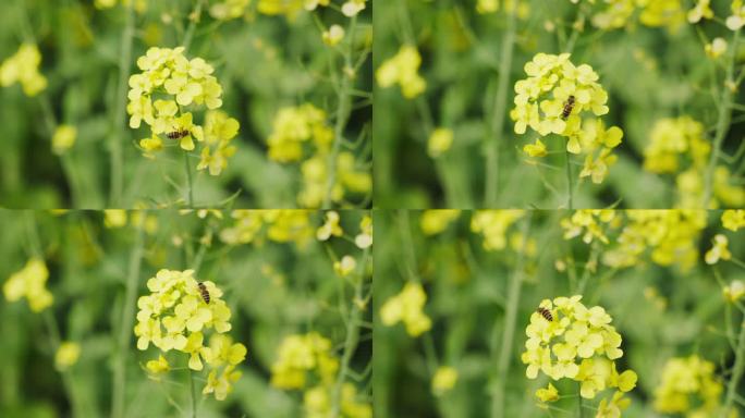 油菜花蜜蜂采蜜