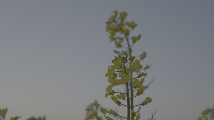 菜花油菜花蜜蜂春天蜜蜂菜花油菜田野油菜花