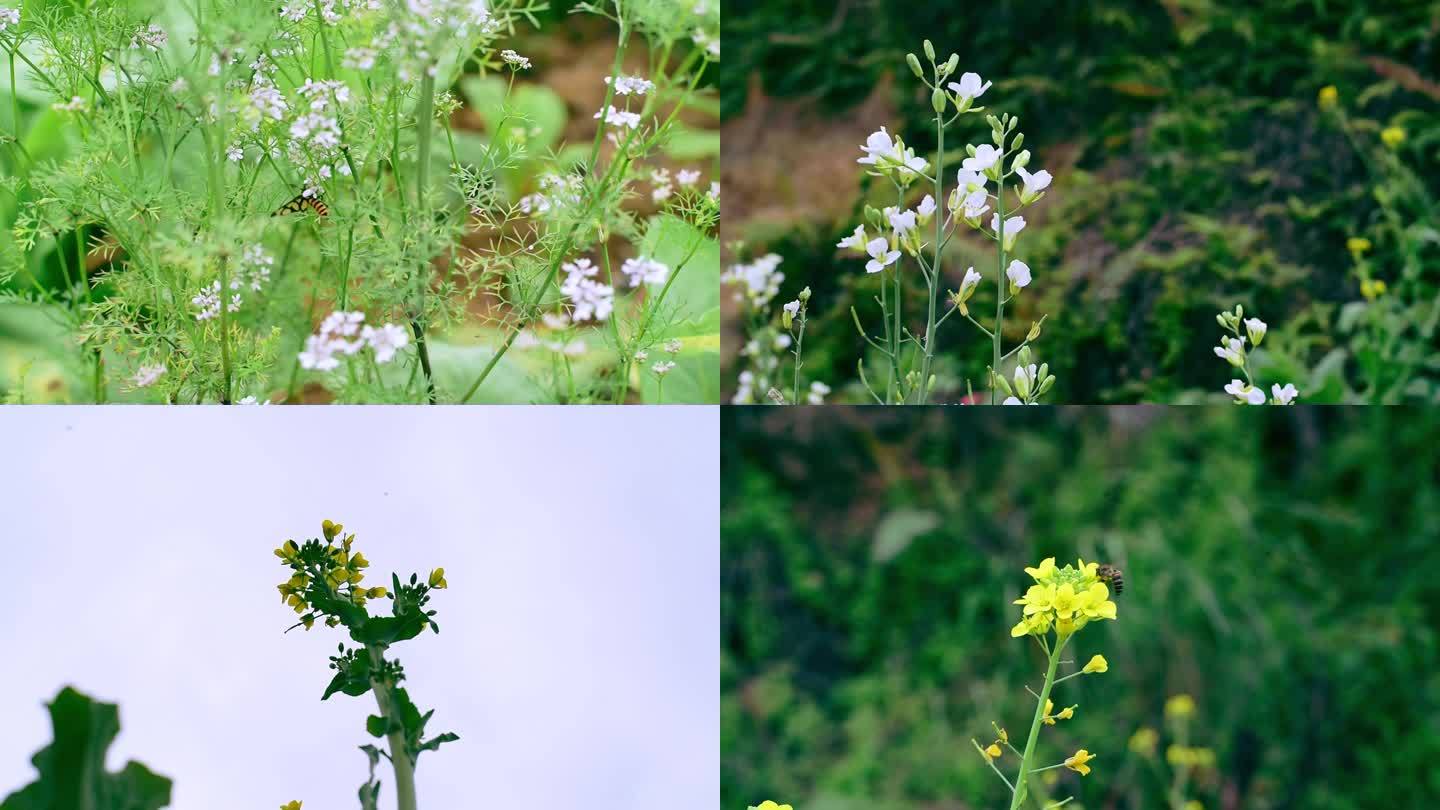 【实拍素材】菜花园 菜花 菜地 空镜头