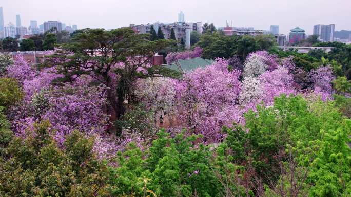 广州华农春日高校紫荆花盛开穿越4K视频