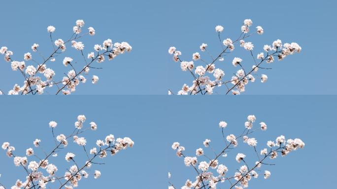 4K春天蓝天下盛开的白色樱花01