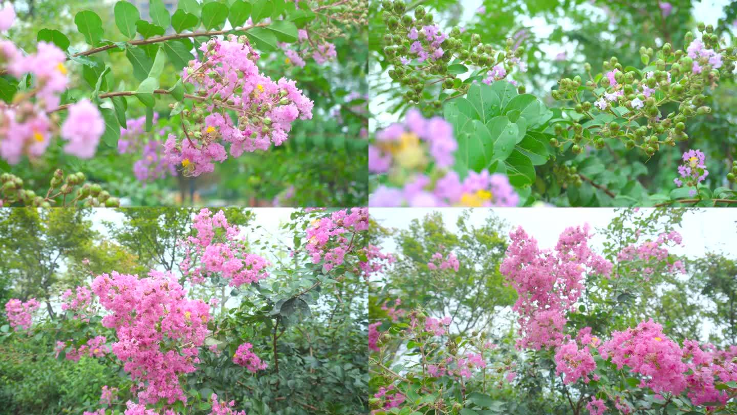 【4K】紫薇花、紫金花、紫薇树