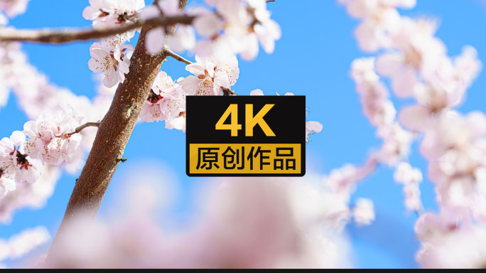 【4K】桃花花开，花瓣飘落爱情春天