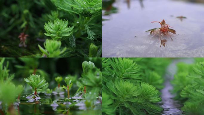 水面植物 发芽 4k