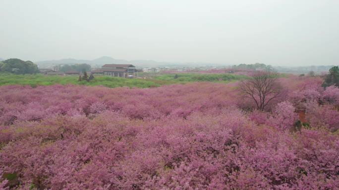 【镜头合集】樱花大道樱花园航拍风光（2）