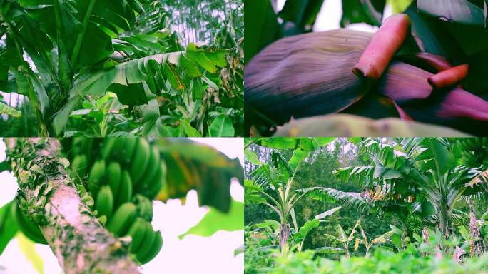 【原始素材】香蕉树