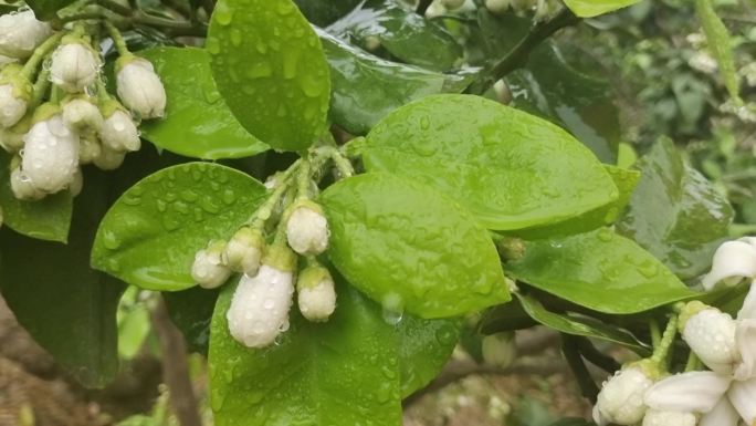 柚花雨滴小雨淋花雨中柚花雨滴  柚子花开