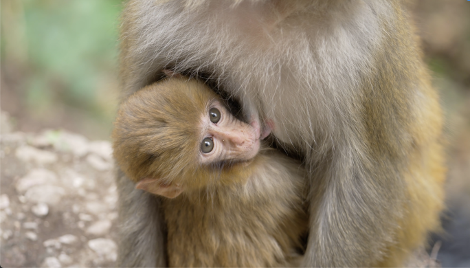 猴子合集猴子野生动物猕猴公园自由自在猴子