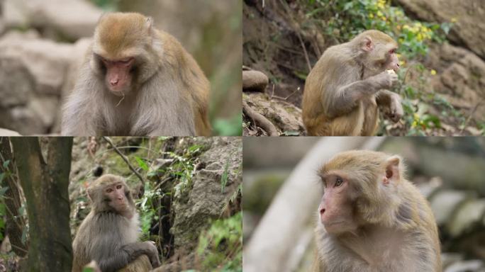 猴子合集猴子野生动物猕猴公园自由自在猴子
