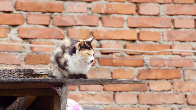 花猫 猫