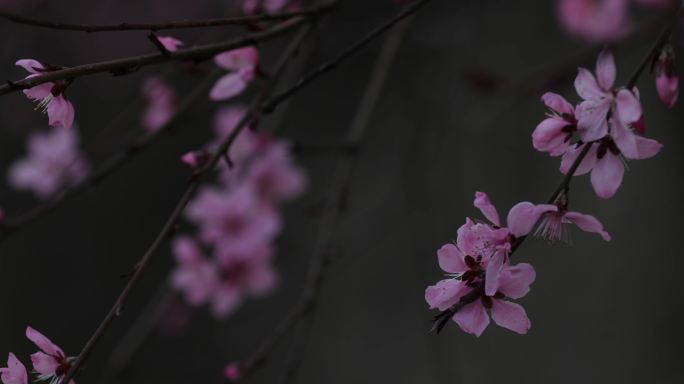 春天各种花桃花梨花油菜花玉兰花万物复苏