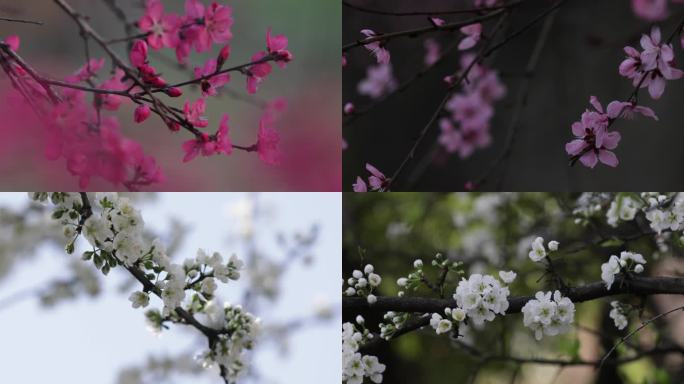 春天各种花桃花梨花油菜花玉兰花万物复苏