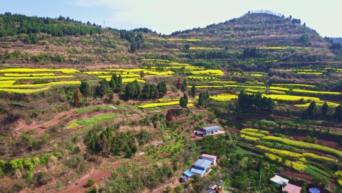 山坡上种植的油菜花田