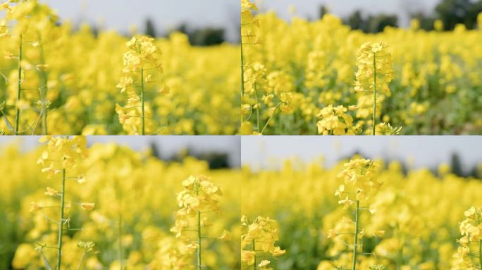 【4K】金黄油菜花田