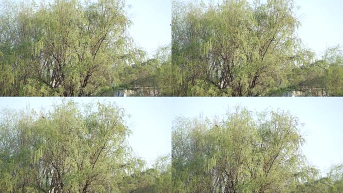 8K实拍杭州西兴古镇下午空镜