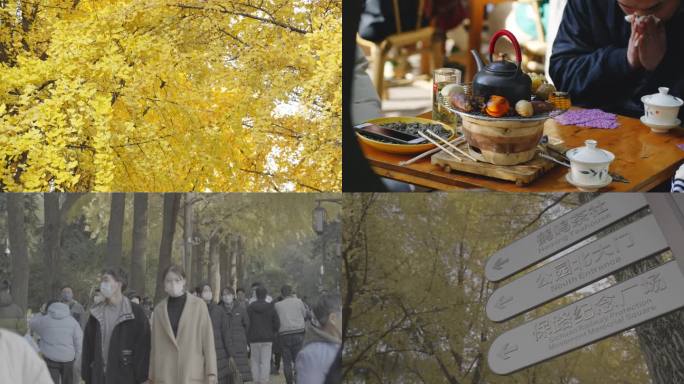 秋天人民公园喝茶惬意慢生活和银杏街