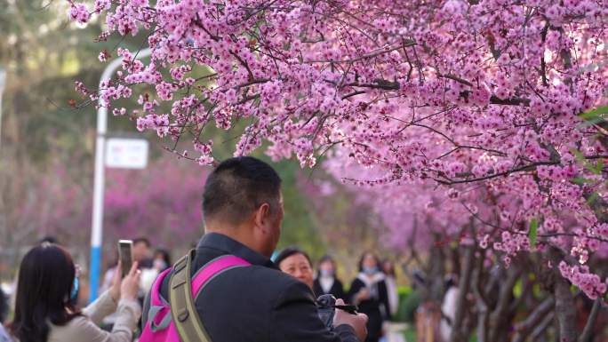 4K 武大樱花节赏花拍照游人