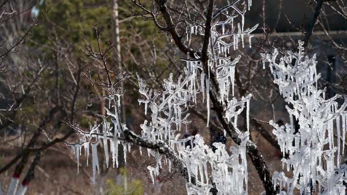 春季冰凌冰挂冰雪消融实拍视频