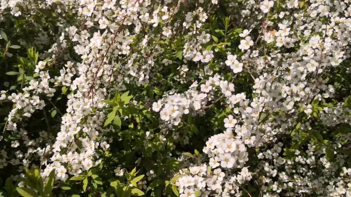 4K喷雪花、雪柳、珍珠绣线菊