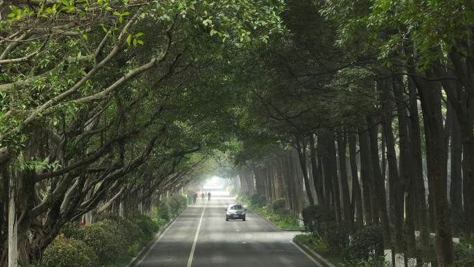 绿荫大道绿化行车